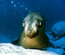 Narooma seals, South Coast, NSW